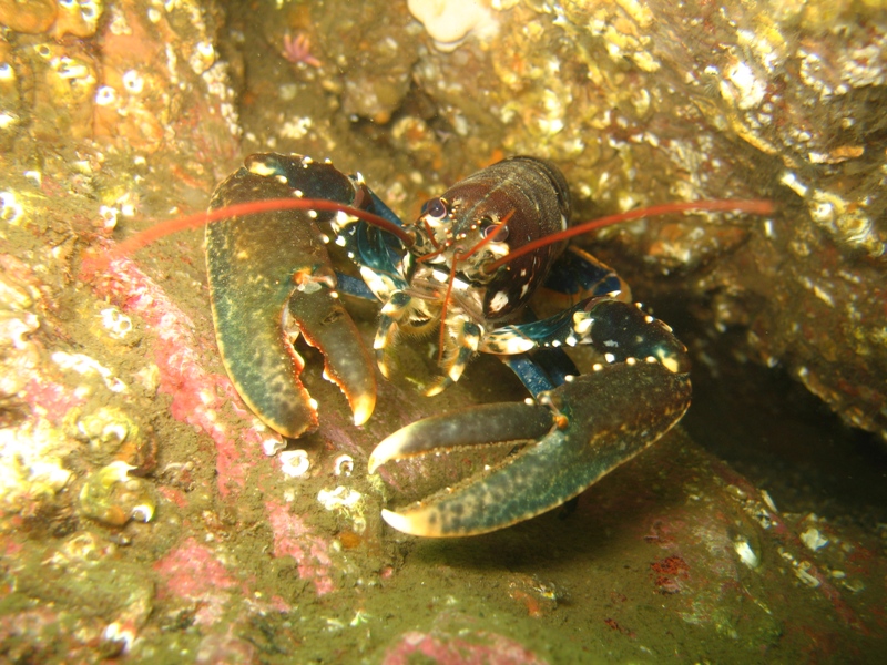 2009-05-24 St Abbs 063.jpg